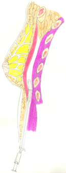 tuba5.jpg 