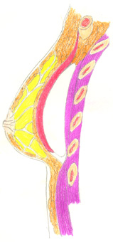tuba6.jpg 